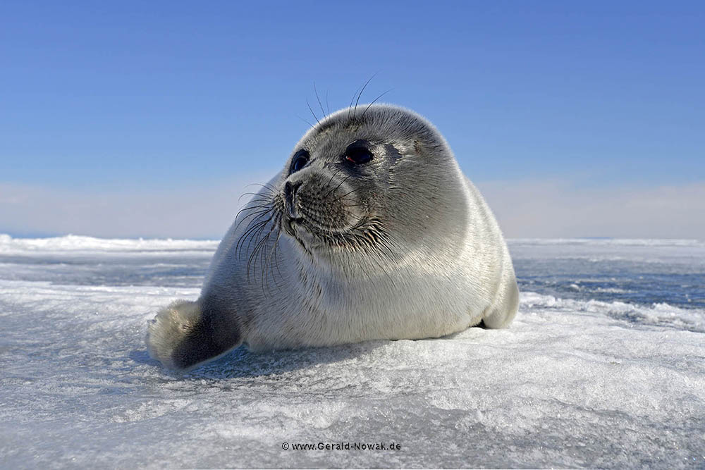 Nerpa Seals am Baikalsee